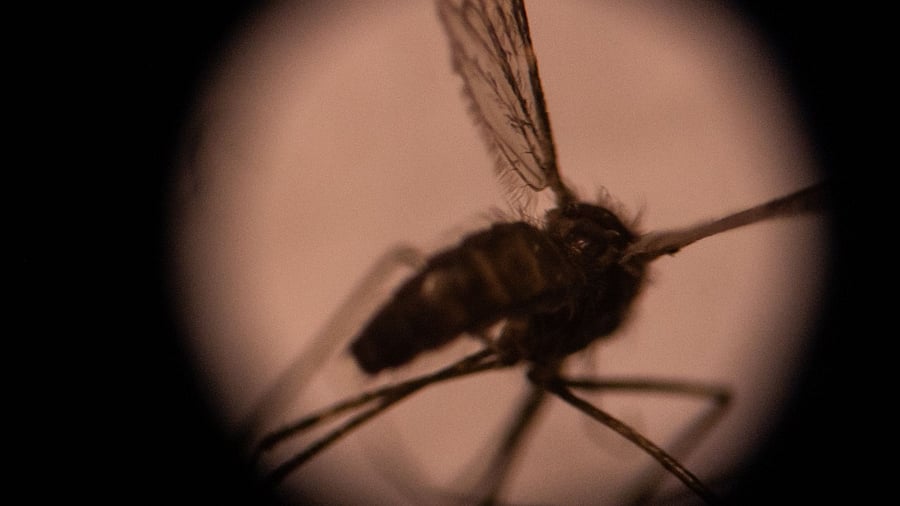 WHO’s approval followed a review of a pilot programme deployed since 2019 in Ghana, Kenya and Malawi. Credit: AFP Photo