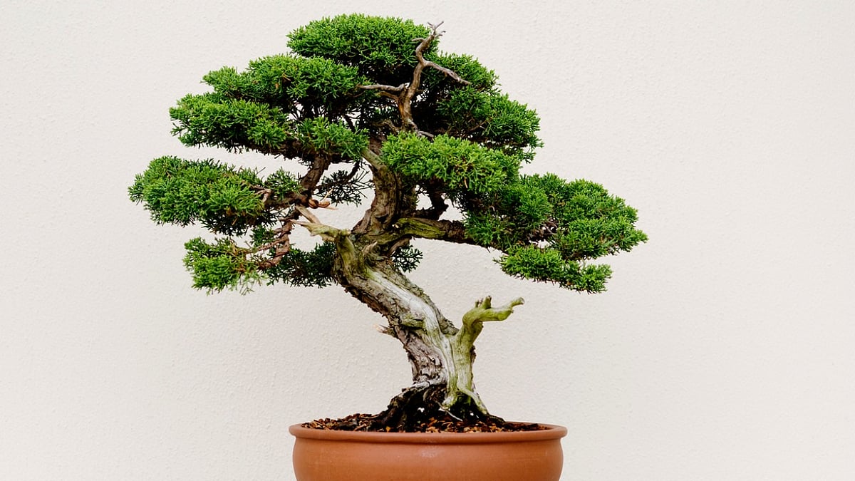 The symbolism of Bonsai