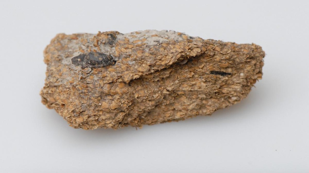 This undated image courtesy of the Museum of Natural History of Vienna (NHMW), shows a 2,600-year-old human excrement from the Hallstatt salt mines in which beans, millet and barley are clearly visible. Credit: AFP Photo