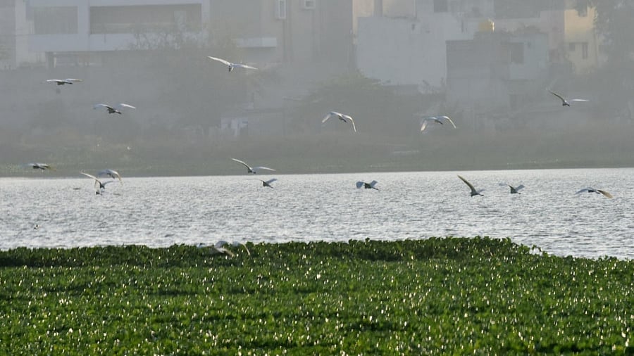 Researchers surveyed some 56 lakes in a radius of 32 kilometres from Halasuru Lake. The picture is of Madiwala Lake, South Bengaluru. Credit: DH File Photo/Janardhan B K