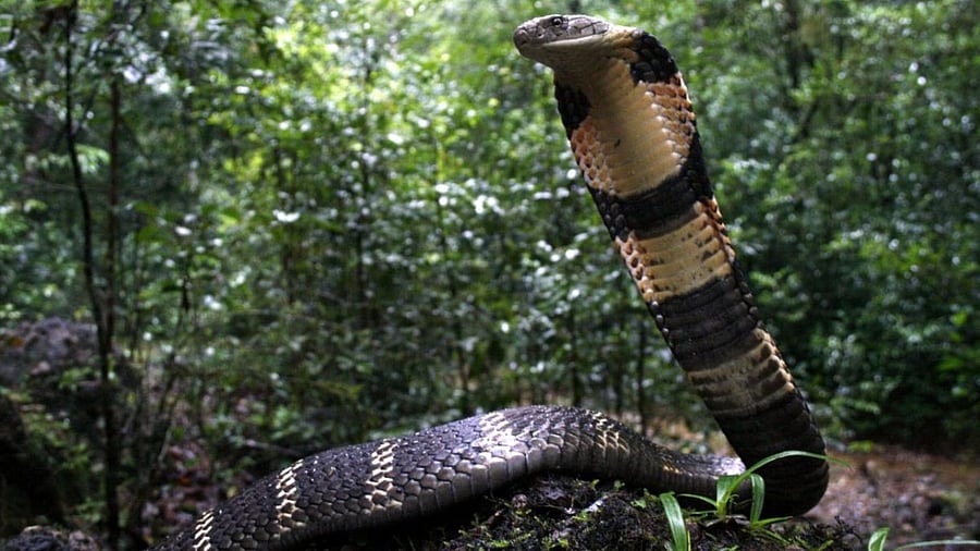 King Cobra. Credit: Special Arrangement