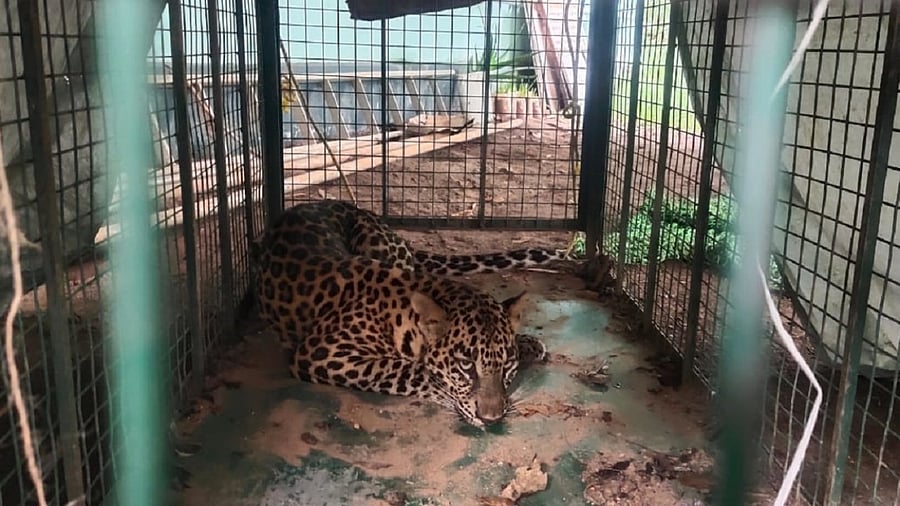 The leopard that was caught in a snare was rescued at Kuthyadi. Credit: Special Arrangement
