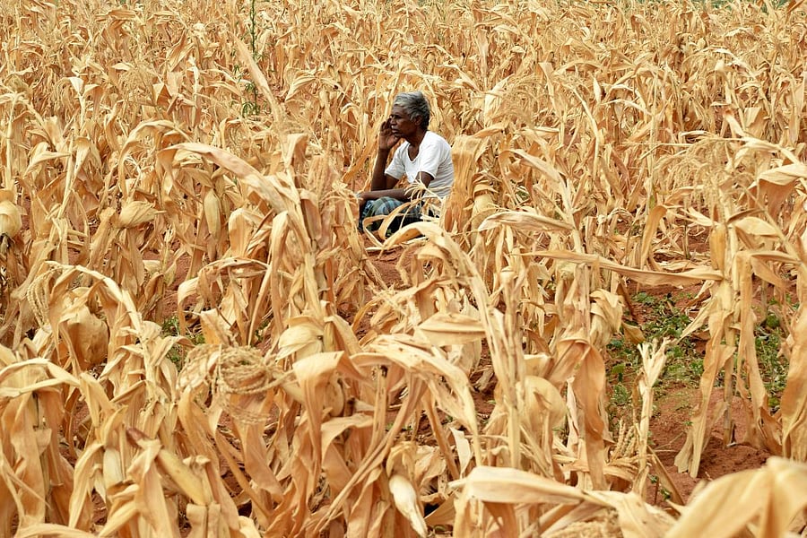 This is not the story of just Gadag, Koppal or Haveri but most of the 12 districts that were formed in Karnataka post-unification in 1956. Credit: DH Photo