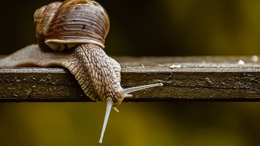 Representative Image. Credit: Pixabay Photo