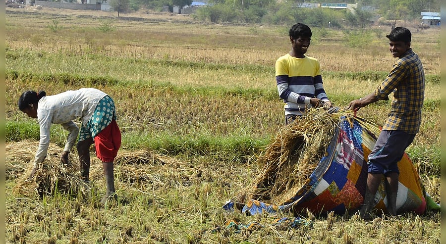 The ministry clarified that there is no commercial variety of GM rice in India. Credit: DH Photo
