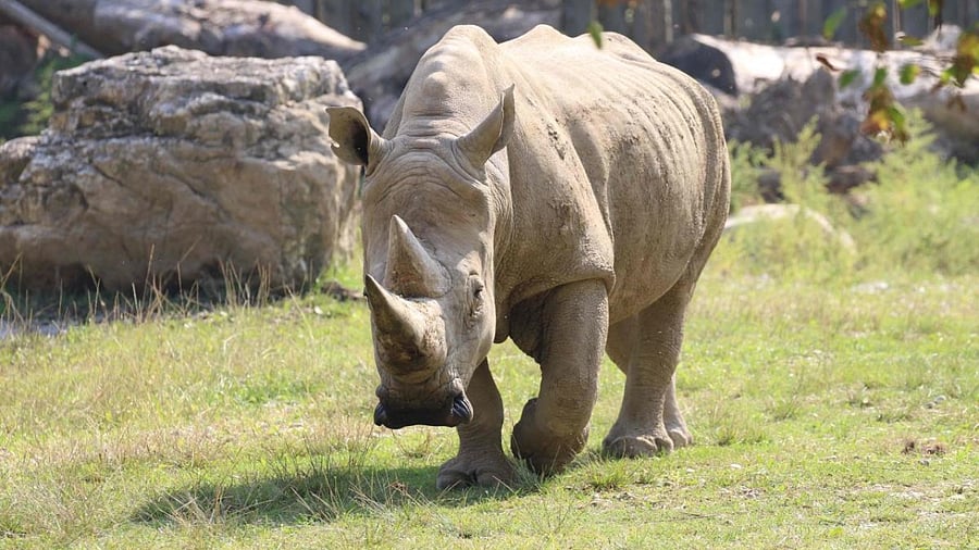 Representative image. Credit: AFP Photo / Giorgio Cortese / Parco Natura Viva