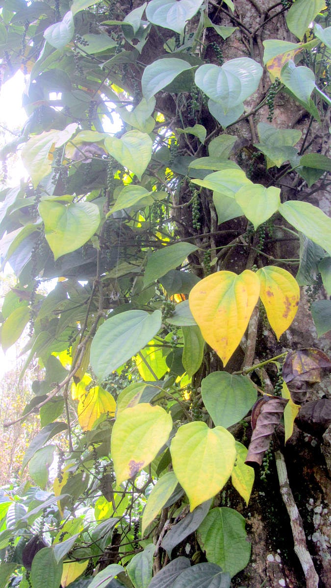 Pepper vines affected by bacterial wilt at a plantation in Napoklu.