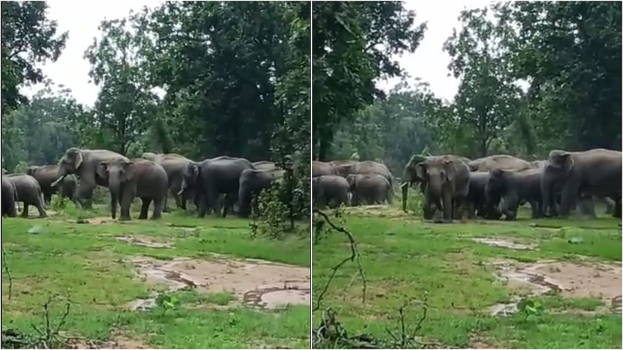A herd of elephants seen crossing a section of forests in Gadchiroli. Credit: Special Arrangement