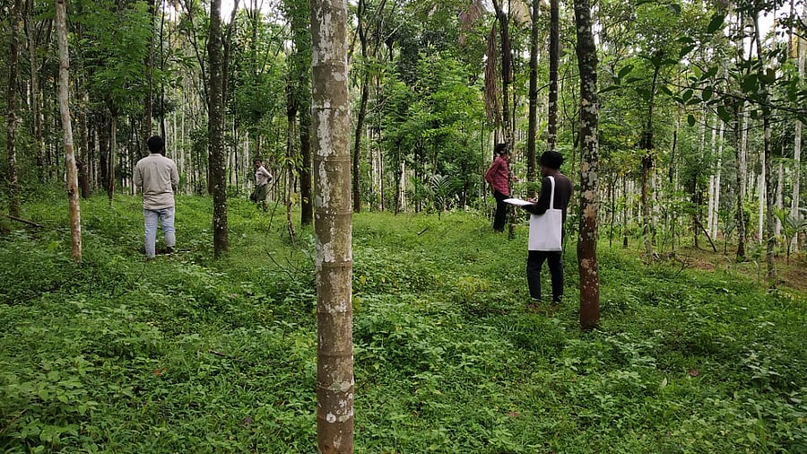 Volunteers involved in geo tagging of trees as part of the Tree banking project. Credit: Photo by special arrangement