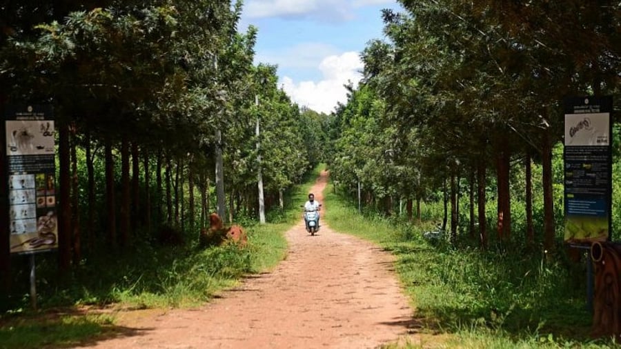 The lake once existed in the JB Kaval forest area, North Bengaluru. Credit: DH Photo