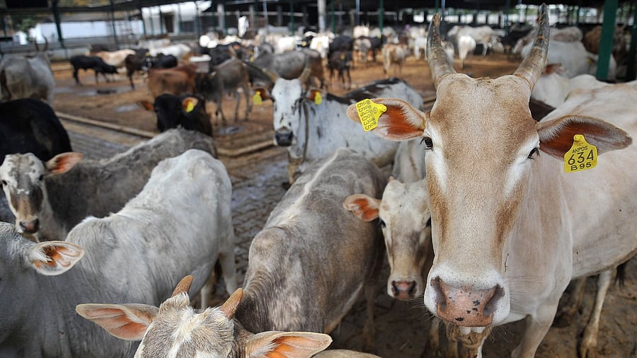 Representative Image. Credit: DH File Photo/Pushkar V