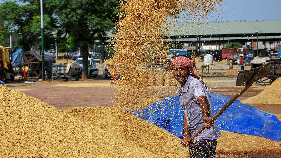  A worker gathers the winnowed paddy grains at a grain market, after paddy procurement. Credit: PTI File Photo