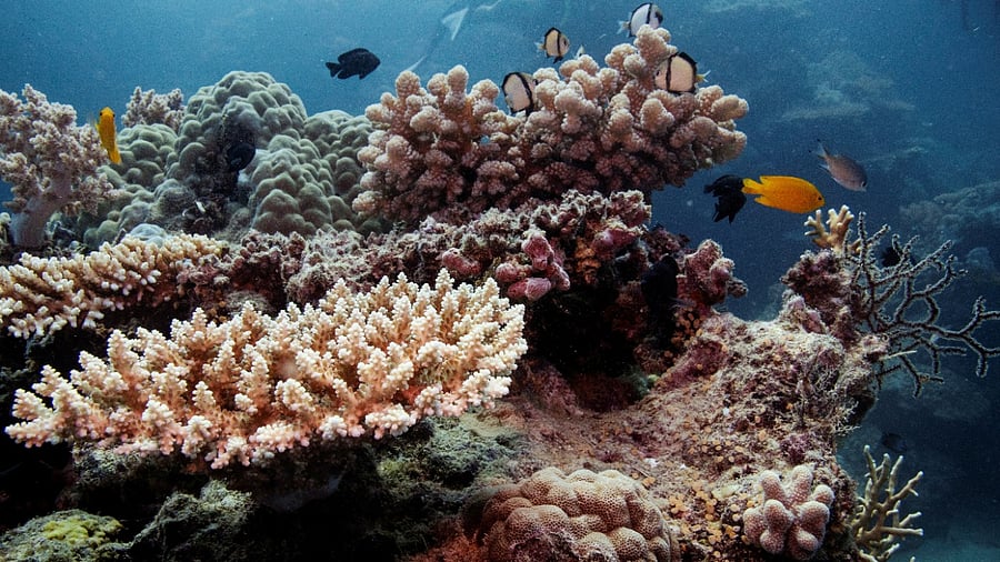 Reef fish swim above recovering coral colonies on the Great Barrier Reef off the coast of Cairns, Australia. Credit: Reuters File Photo