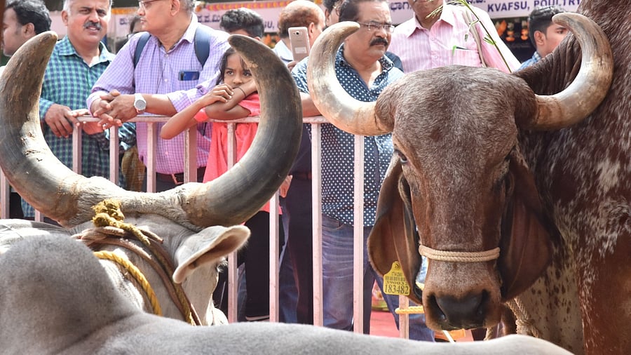 A file picture of the Krishi Mela held in 2019. Credit: DH Photo/B K Janardhan
