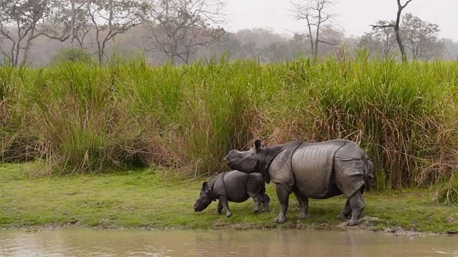 <div class="paragraphs"><p>One horned rhinos in the proposed new addition to Kaziranga National Park in Assam. </p></div>