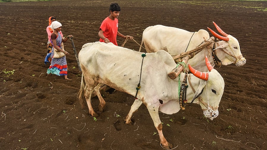 Representative Image. Credit: DH File Photo/H G Prashanth