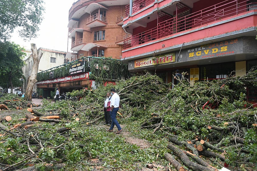 Trees uprooted on Sriharsha Road in Mysuru following heavy rain late on Thursday night. Credit: DH PHOTO/SAVITHA B R