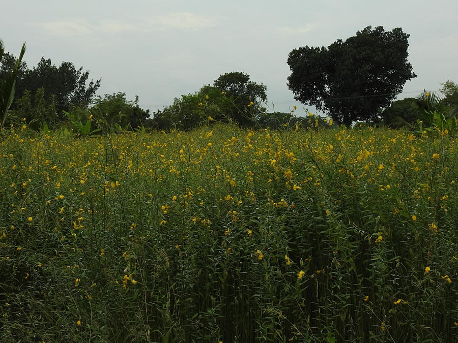 Sunn hemp in full bloom. Pic by author