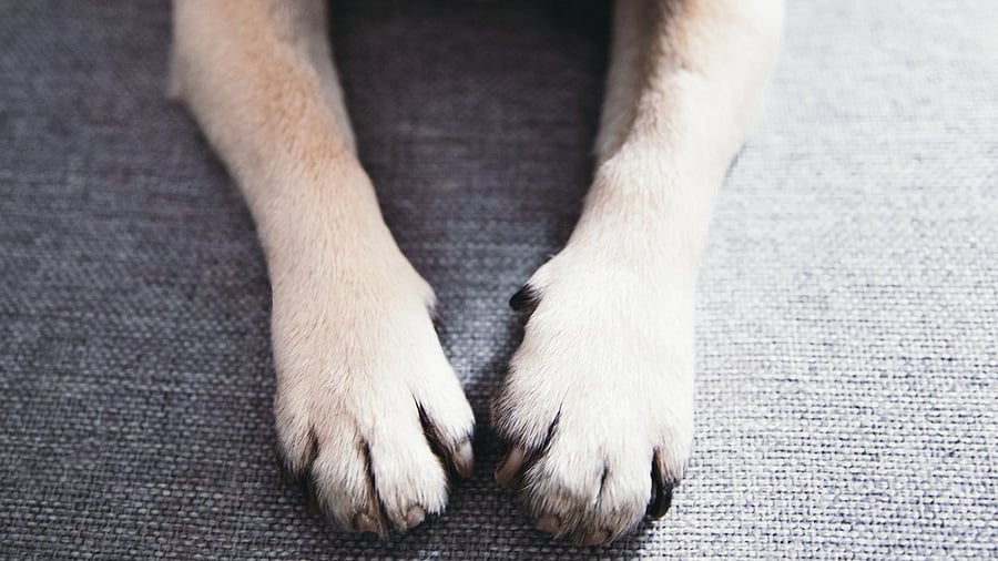 Mary alleged that the police team barged into the house while she was alone. The pet went towards them and a police official hit it with a wooden log that led to its death. Representative image. Credit: iStock