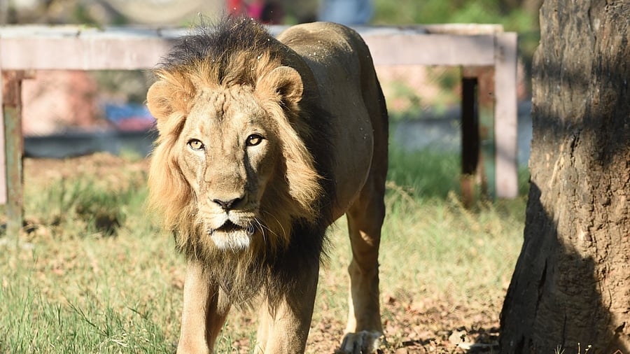 Representative image. Credit: AFP Photo