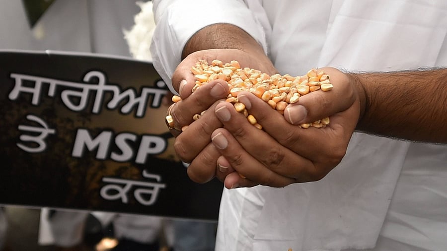 A Shiromani Akali Dal activist holds corn during a protest outside the Krishi Bhawan over farmers' issues including minimum support price (MSP), in New Delhi. Credit: PTI File Photo