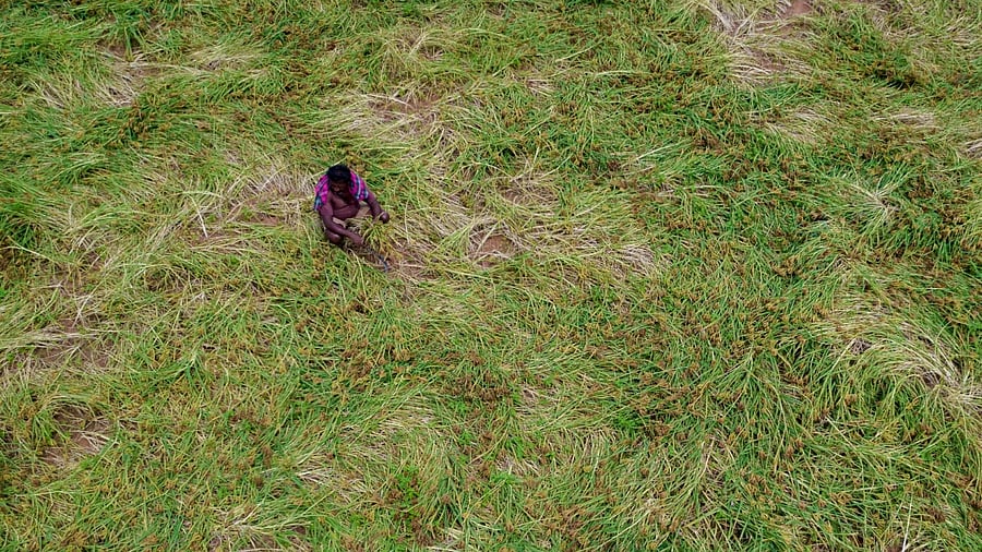 A farmer looks at damaged finger millet crop due to adverse weather conditions and unseasonal rains in a field on the outskirts of Bengaluru. Credit: AFP File Photo