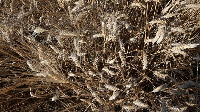 This year's procurement is an 11% increase over last year's. Credit: AFP File Photo