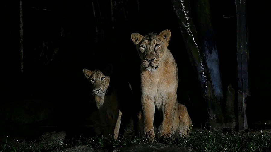The Night Safari’s Asiatic lions are still in isolation though, as they continue to show mild symptoms of Covid-19. Credit: AFP Photo