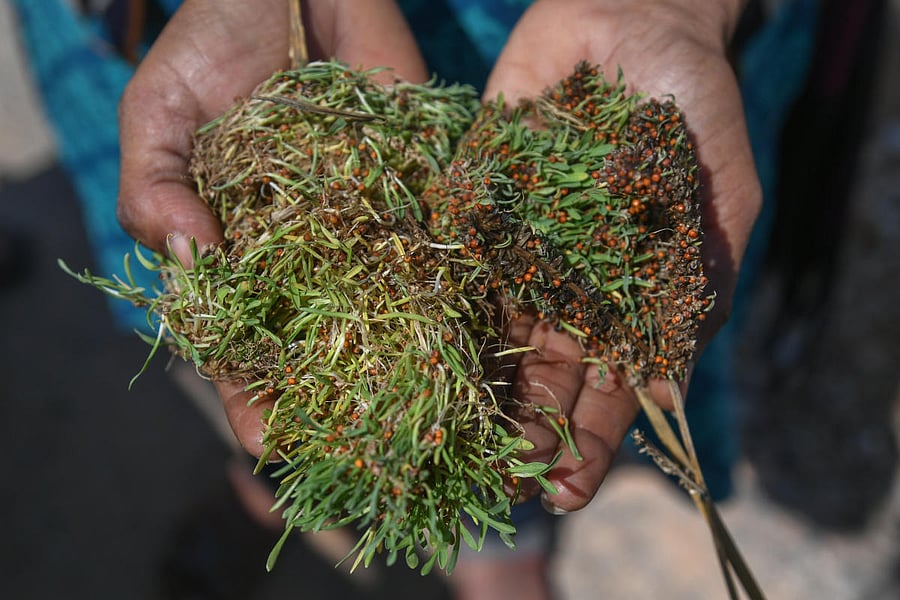 A farmer women shows the sprouting ragi husk at a field near Mustoor in Chikkaballapura taluk. Credit: DH Photo
