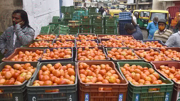 Tomatoes account for 10 per cent of the total vegetable production in India. Credit: DH File Photo