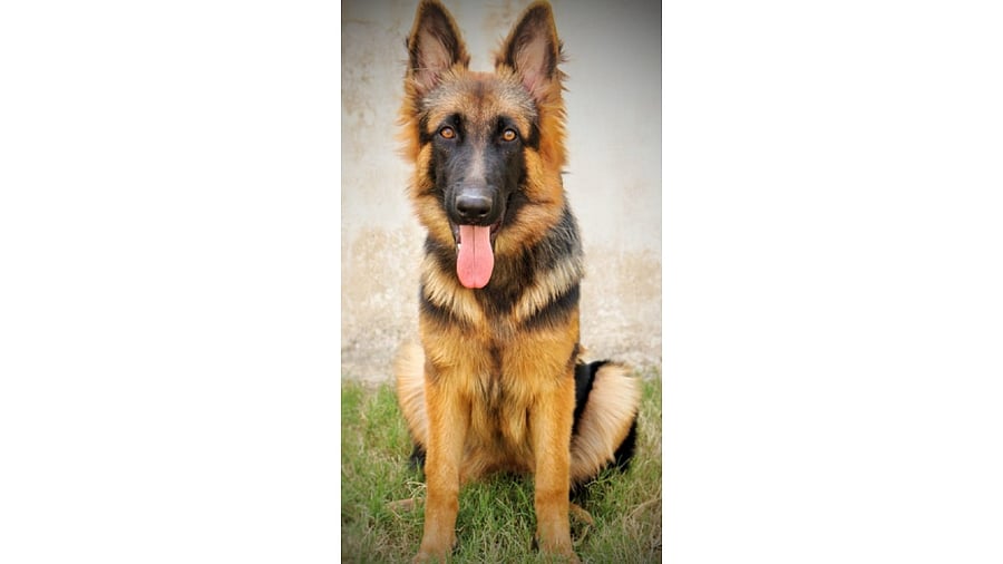 Forest guard Basavaraju and watcher Siddaramanna are the handlers of the canine. Credit: DH Photo
