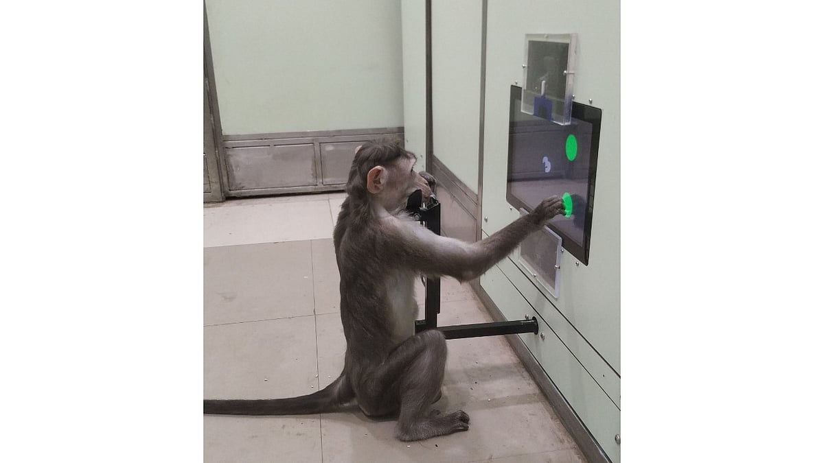 Monkeys and touchscreens: A research to study cognition in human brains
