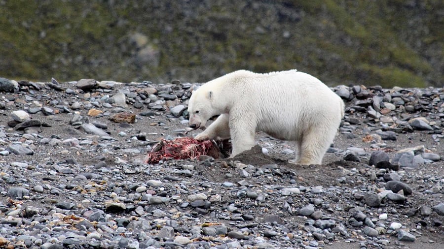 The video shows a young female chasing a male reindeer into the icy waters, catching and drowning it, then pulling it on shore and making a meal of it. Credit: AFP Photo