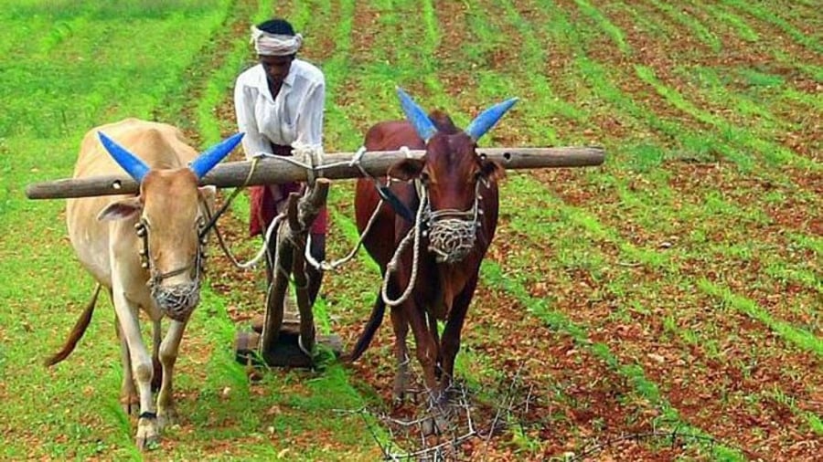 The rising cost of agriculture and production and the withdrawal of the state in addressing the structural impediments are one of the main determining factors of agricultural development in the country. Credit: DH File Photo