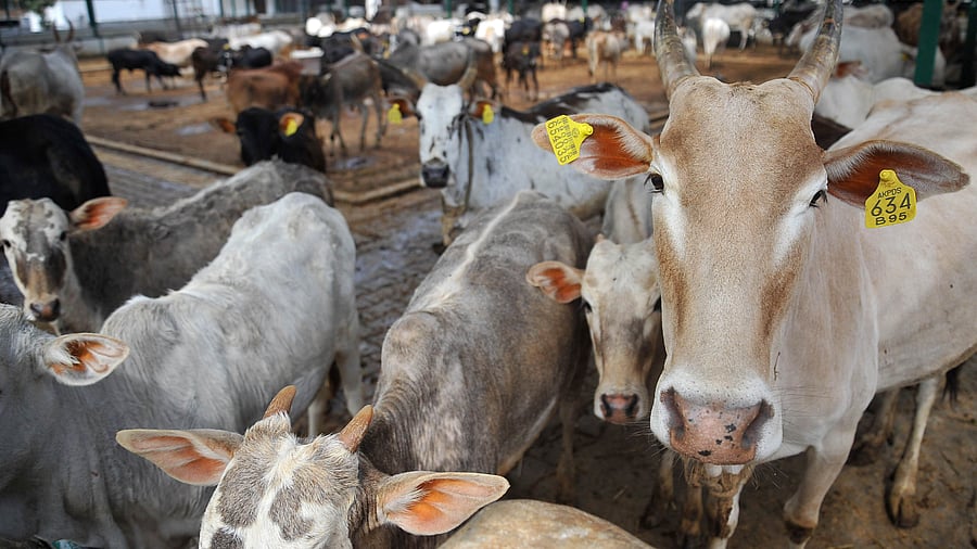 Representative image. Credit: DH Photo