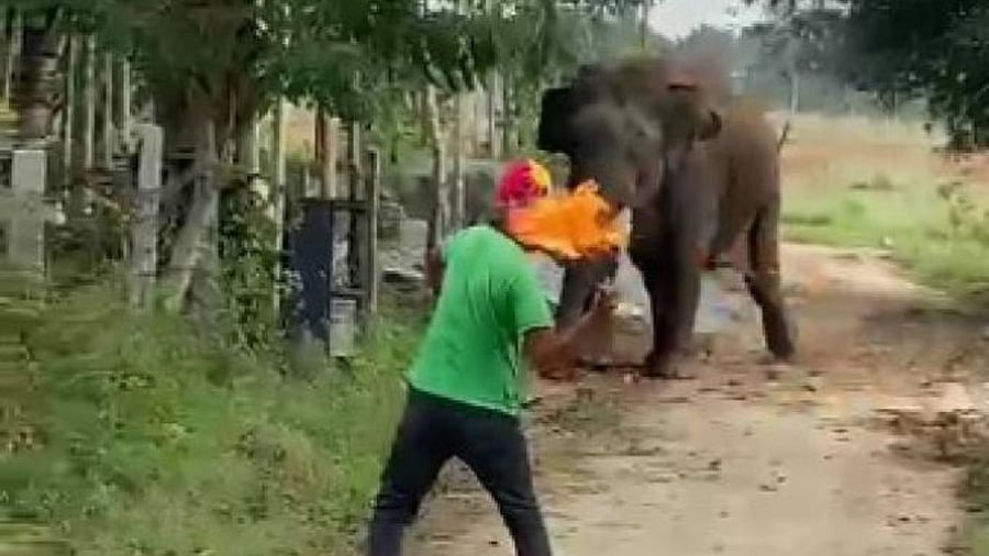 A man threatens the elephant with fire, at Gurupura Tibetan camp, Hanagodu hobli, Hunsur taluk, on Sunday. Credit: DH Photo