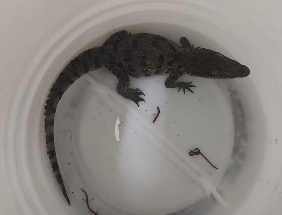 Police said the nearly three-month-old hatchling will be rehabilitated at the Bannerghatta Biological Park. Credit: DH Photo