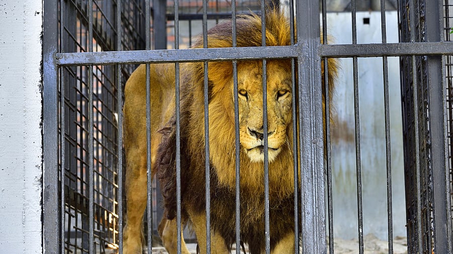 The lions, however, were within the safety netting installed around the container the whole time. Credit: iStock Photo