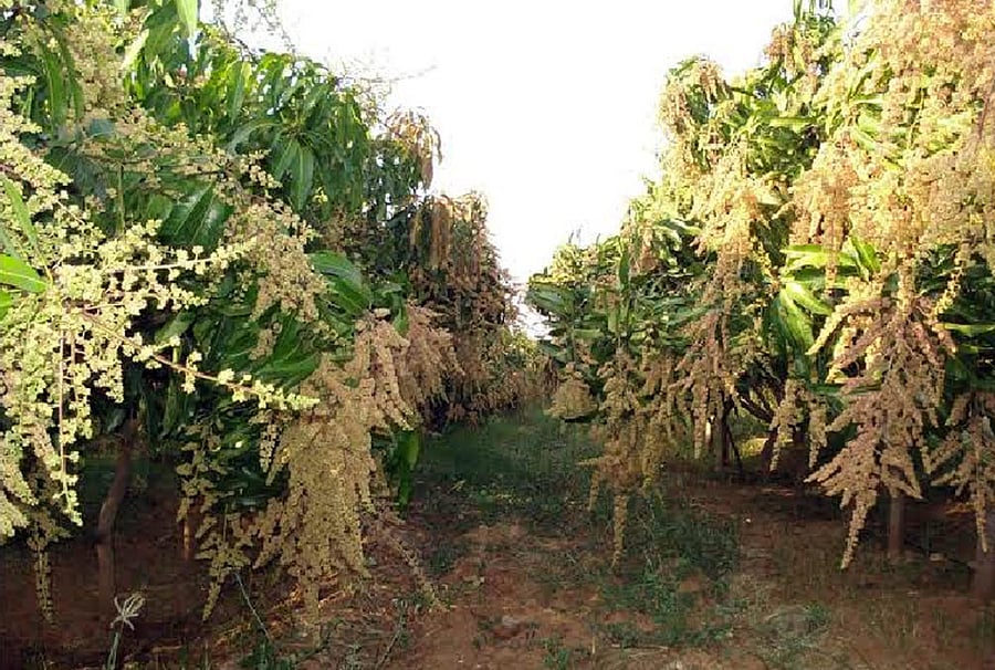 Mango flowers blossoming at an orchard in Davangere district. Credit: DH File photo