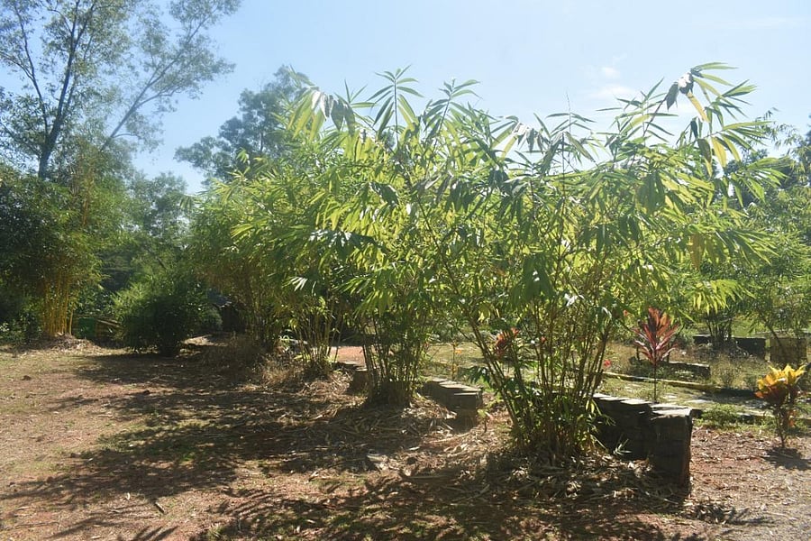 Some of the bamboo plants at 'Bamboo Demonstration Plot' in Moodbidri.