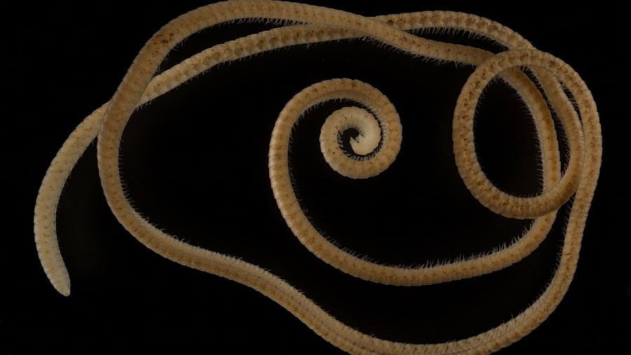 A female individual of the newly identified millipede species Eumillipes persephone discovered deep underground in Australia. Credit: Reuters Photo