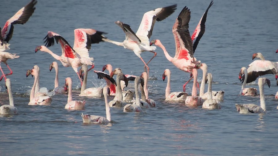 The radio tags, attached to a harness, will be looped to the birds’ wings like "school bags for kids," a researcher said. Credit: NatConnect Foundation