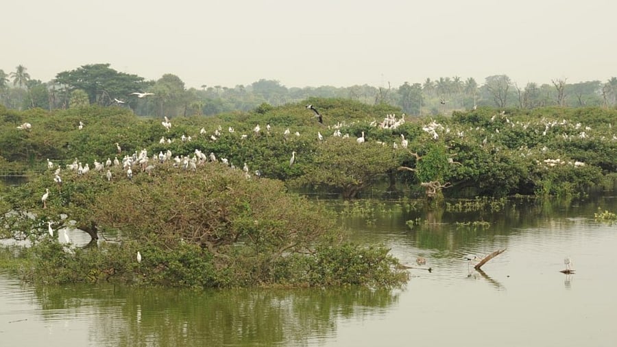 A view of the bird sanctuary. Credit: Govt of Tamil Nadu
