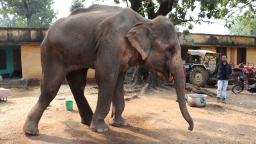 The team also provided a bamboo stand so that she could rest her head and trunk, a customised jacket to fight the cold weather at night, and offered her daily grooming and massages to encourage blood flow. Credit: IANS