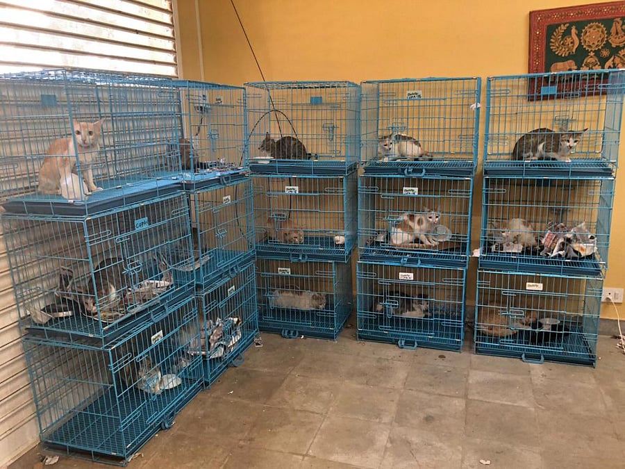 Residents of Adarsh Vista, Doddanekundi, have caught cats for sterilisation.