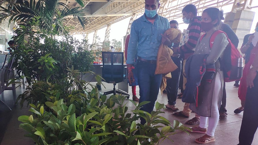 Saplings stacked at the exit point of the arrival hall of MIA for passengers to choose from. Credit: Special arrangement
