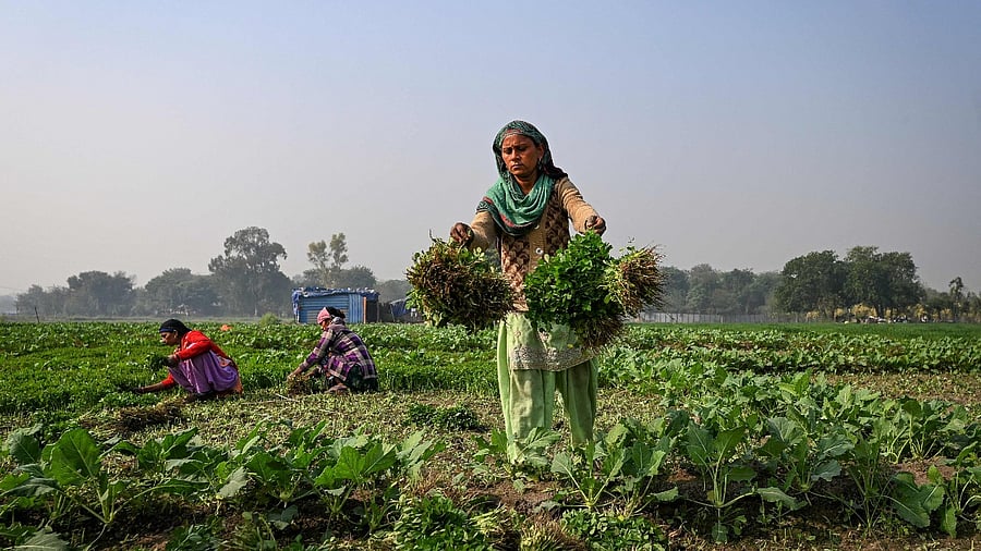 The government has been increasing the credit target for the farm sector every year and this time also, the target is likely to be increased to Rs 18-18.5 lakh crore for 2022-23. Credit: AFP Photo