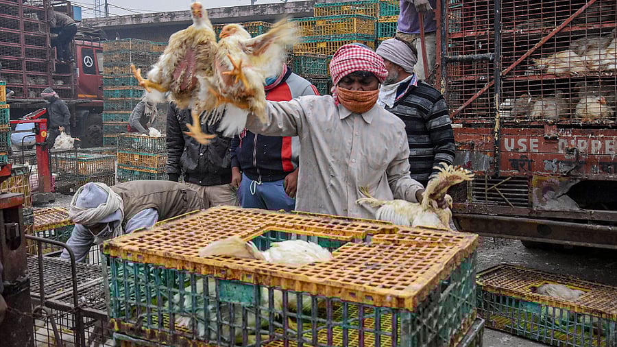 Workers at Ghazipur Murga Mandi, in New Delhi. Credit: PTI Photo