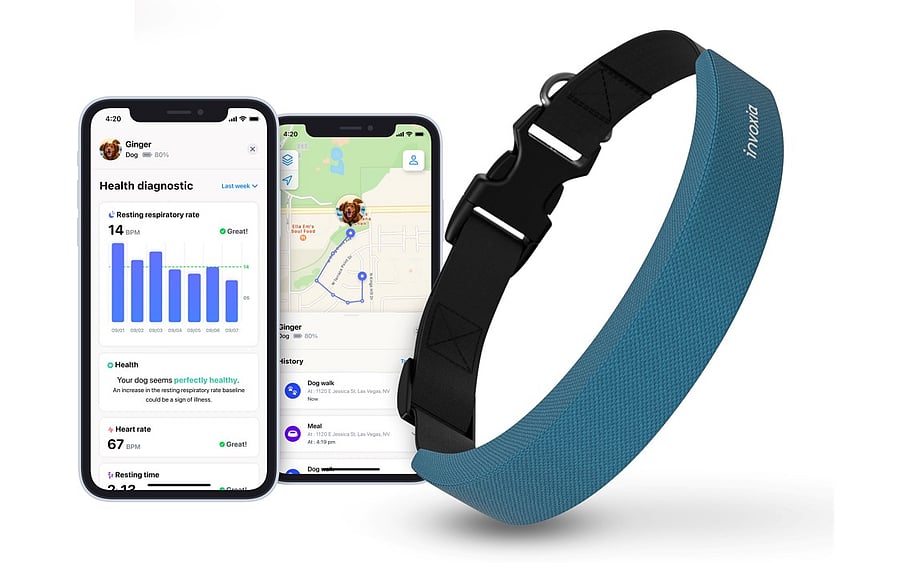 The new Smart Dog Collar. Credit: Invoxia