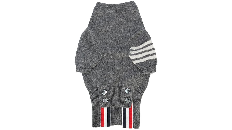 Canine jumper. Credit: DH Photo